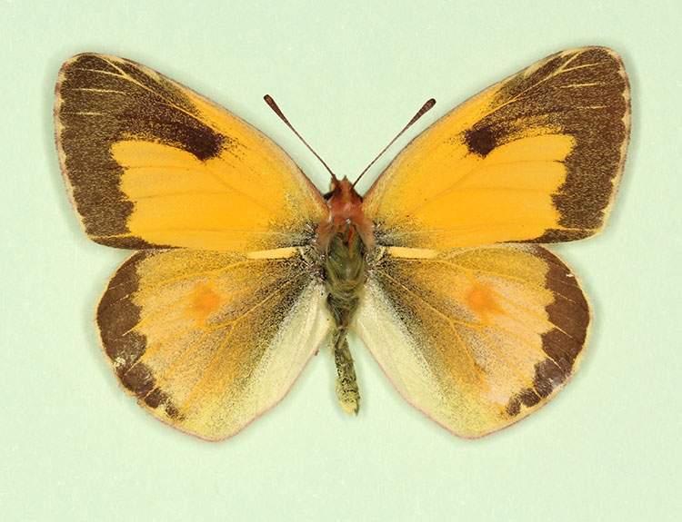 Colias croceus male (aberrant form nigrofasciata 2) (Internet Image property of respective owner, non-commercial use only)